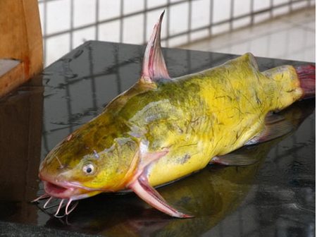 黄颡鱼的营养价值