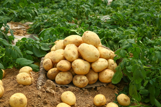 平凡土豆有哪些神奇功效
