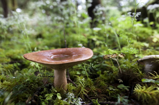野生蘑菇是“蛋白质的来源”吗